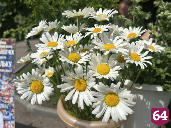 Саратовцам в День эколога дарили букеты из лекарственных трав 